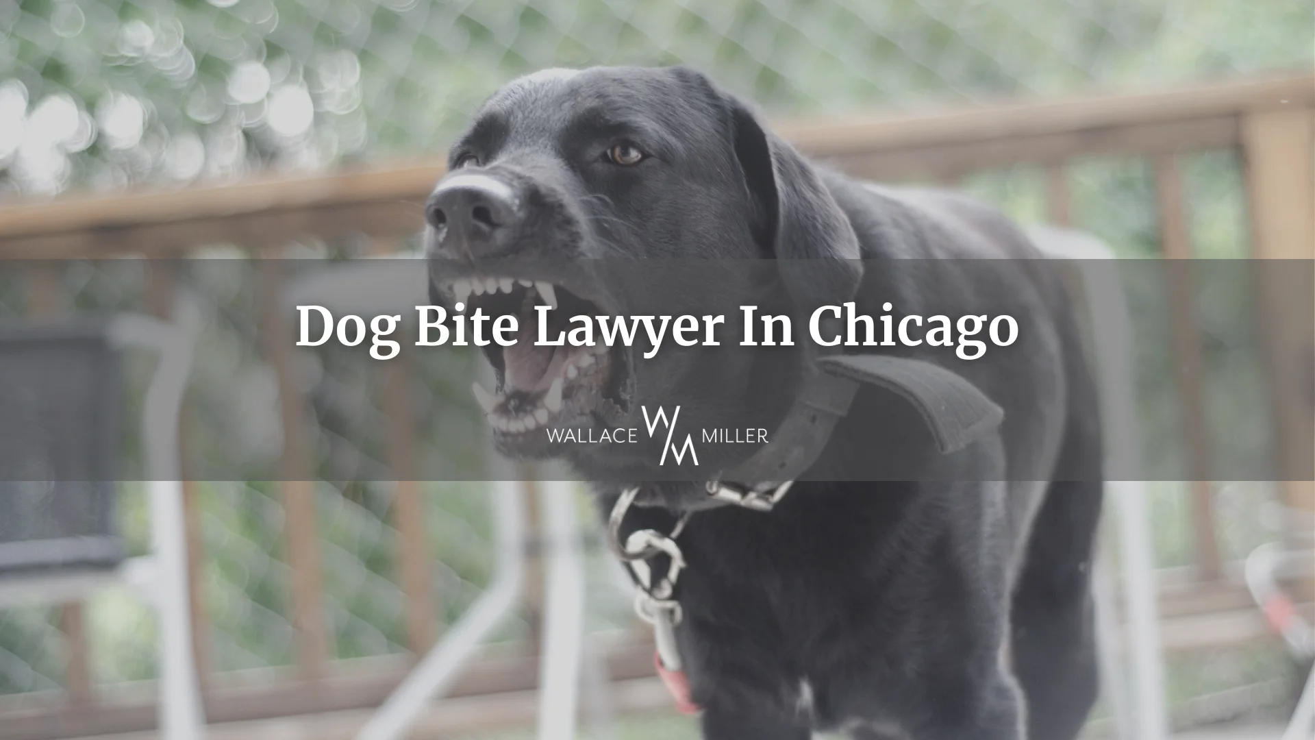 Dog Bite Lawyer In Chicago