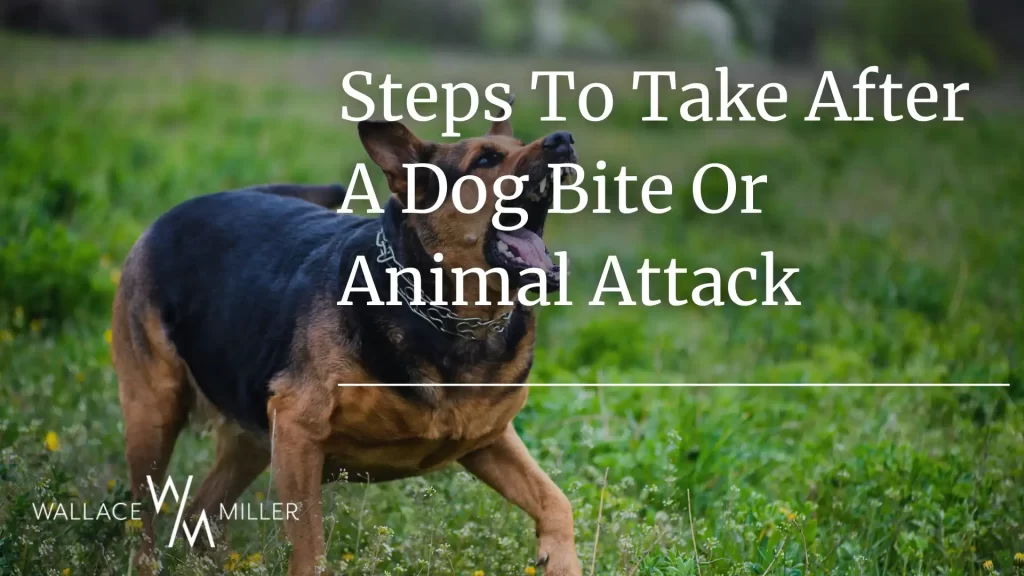 Steps To Take After A Dog Bite Or Animal Attack