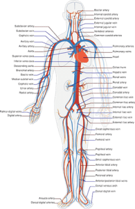 Bard PowerPort Lawsuit